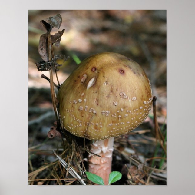 Pôster Brown Woodland Mushroom Nature (Frente)