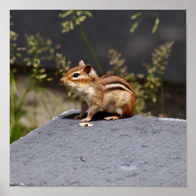 Poster Brownie (Frente)