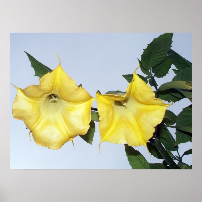 Pôster Brugmansia amarela - Flor de Trompete de Anjo (Frente)