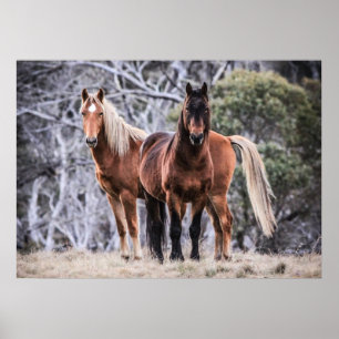 Poster Brumbies selvagens