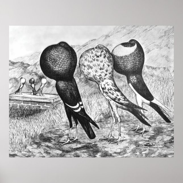 Pôster Brunner Pouter Pigeons (Frente)