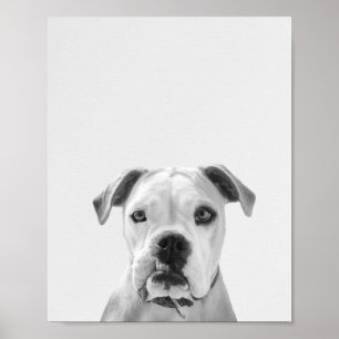 Poster Bruno, o Bulldog Americano
