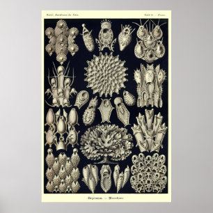 Pôster Bryozoa da placa 33