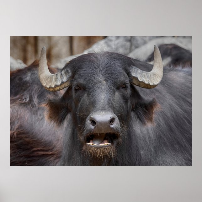 Poster Bubalus bubalis (Frente)