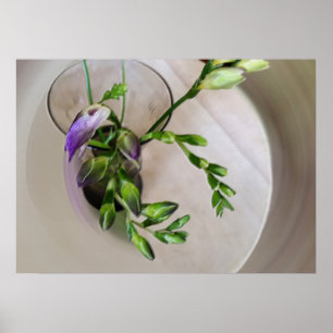 Poster buchas de freesia púrpura