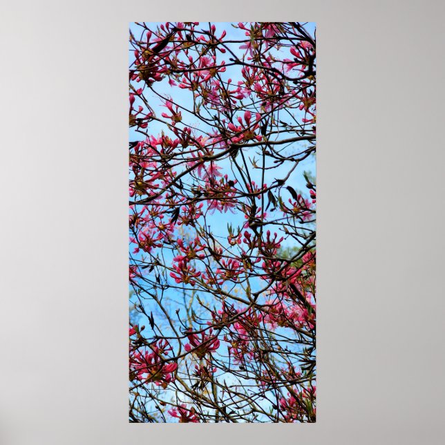 Poster Buchas rosa de flores em uma árvore (Frente)