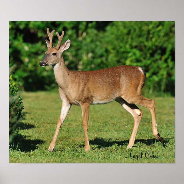 Pôster Buck by Angel Cher (Frente)