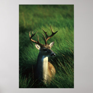 Poster Buck de cauda branca