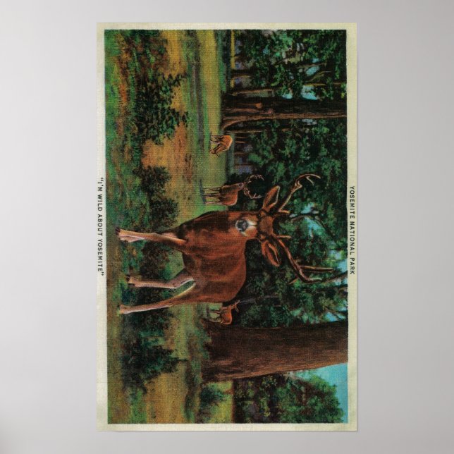 Poster Buck Deer at Yosemite National Park (Frente)