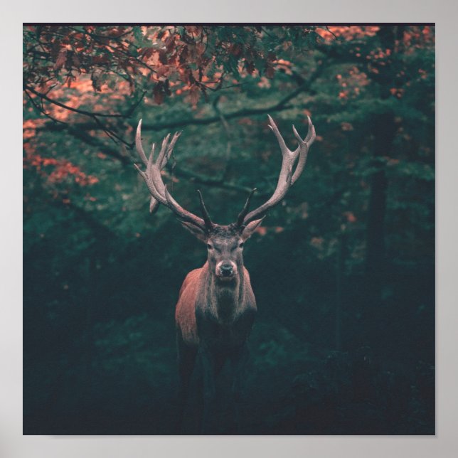 Poster Buck Deer Wild Animal (Frente)