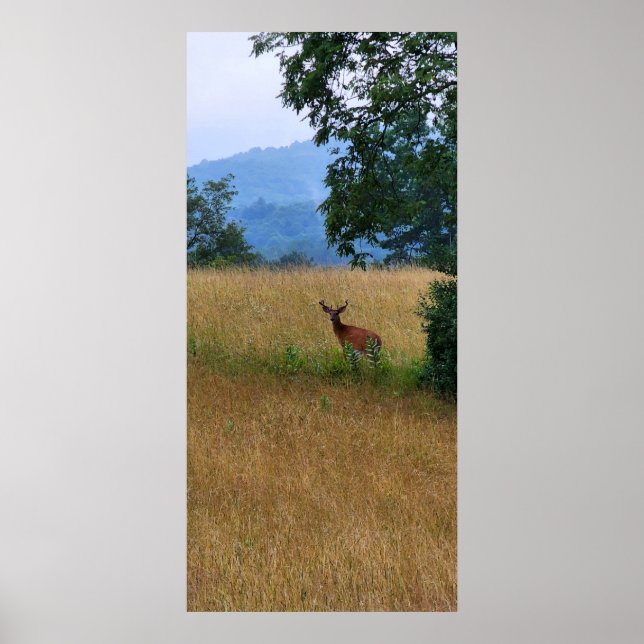 Poster Buck em um campo (Frente)