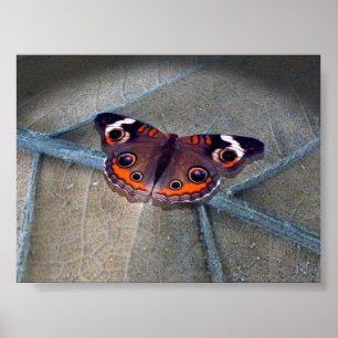 Poster Buckeye