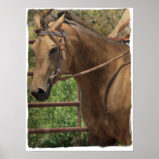 Pôster Buckskin Ocidental (Frente)