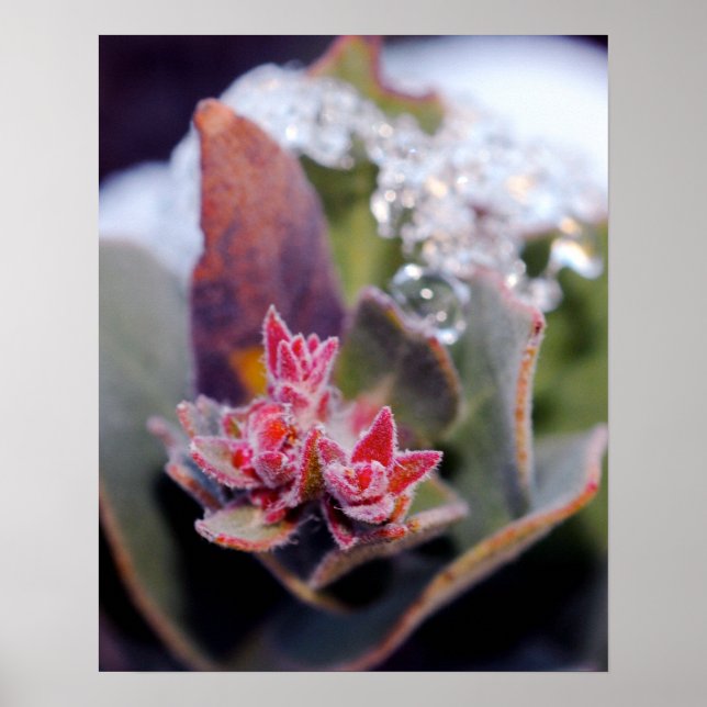 Pôster Bud Flor (Frente)