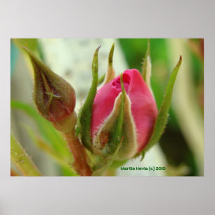 Pôster Bud Rosa fechado