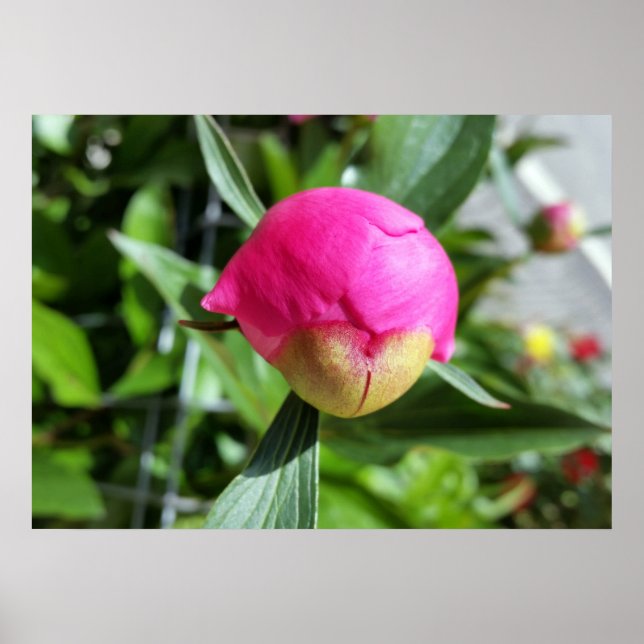 Poster bud rosa profundo (Frente)