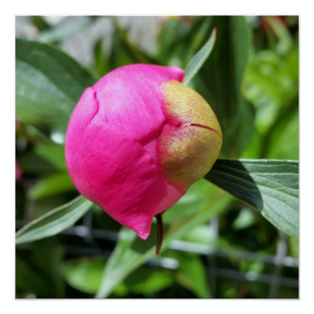 Pôster bud rosa profundo (Frente)