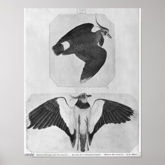 Poster Budgerigars, do Álbum Vallardi (Frente)