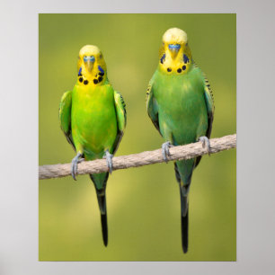 Poster Budgerigars empoleirados numa corda