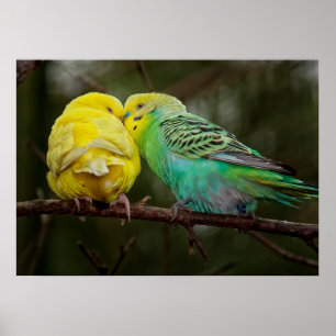Poster Budgies adorável
