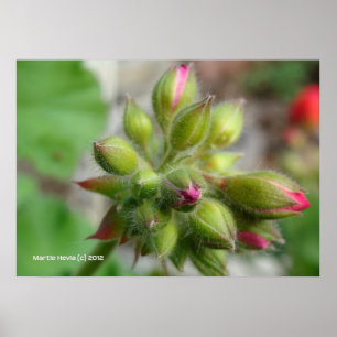 Pôster Buds Geranium