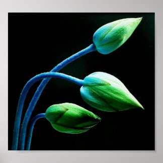 Pôster Buds Lotus