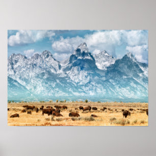 Poster Búfalo abaixo das montanhas grandes de Teton