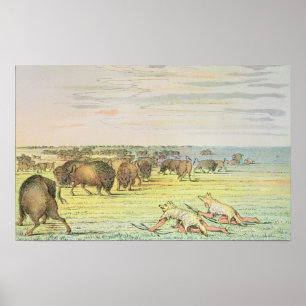 Pôster Búfalo em estaque