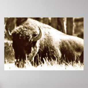 Pôster Búfalo em Yellowstone