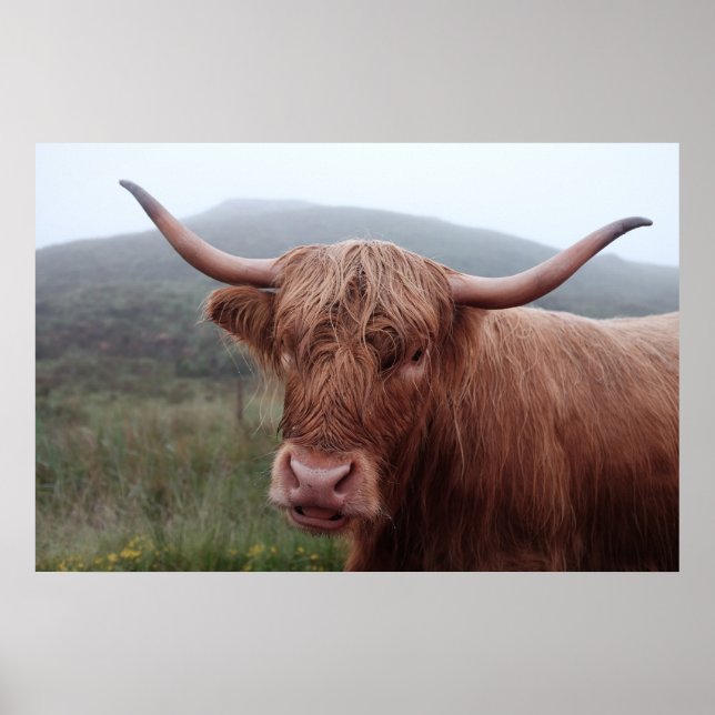 Poster Búfalo-marrom em Duirinish, Reino Unido (Frente)