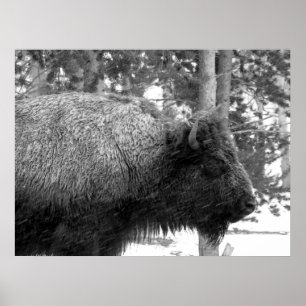 Poster Búfalo no parque nacional de Yellowstone