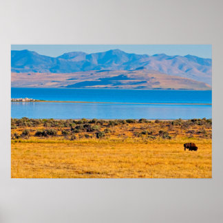 Poster Búfalo Pastando, Grande Lago Salgado, Utah