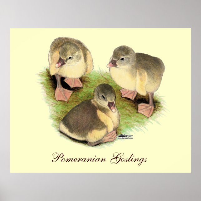 Poster Buff Pomeranian Goslings (Frente)