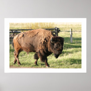 Pôster Buffalo