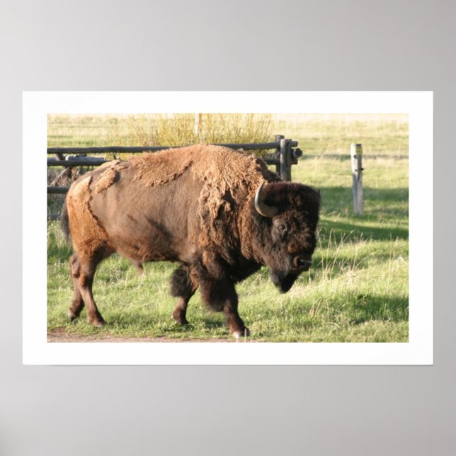 Pôster Buffalo (Frente)