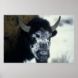 Poster Buffalo coberto por neve
