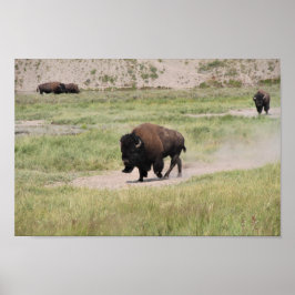 Poster Buffalo em movimento, fotografia