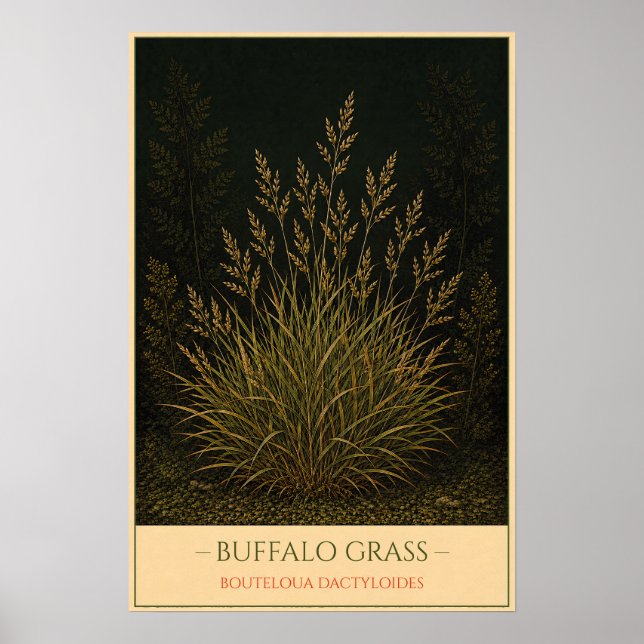 Poster Buffalo Grass (Frente)