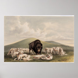 Poster Buffalo Hunt, Lobos Brancos Atacando um Buffalo