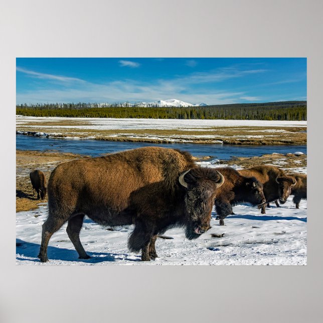Poster Buffalo na neve (Frente)