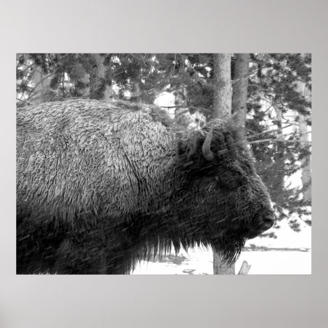 Poster Buffalo no Parque Nacional de Yellowstone (Frente)