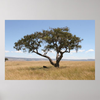 Pôster Buffalo sob acácia