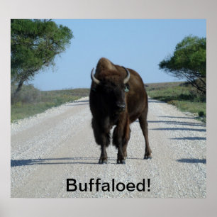 Poster Buffaloed!