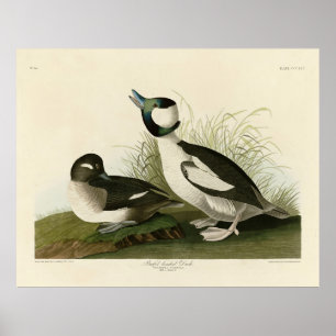 Poster Buffel-headed Duck from Audubon's Birds of America