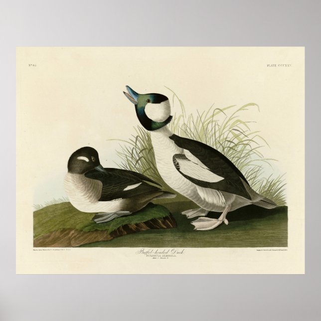 Poster Buffel-headed Duck from Audubon's Birds of America (Frente)