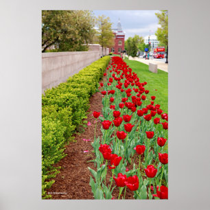 Poster Bulbos de Haupt