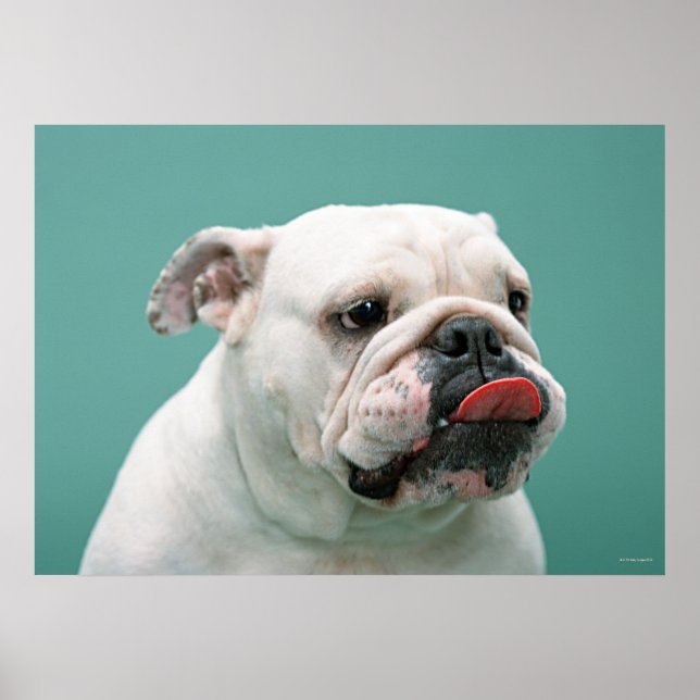 Poster Buldogue (Frente)