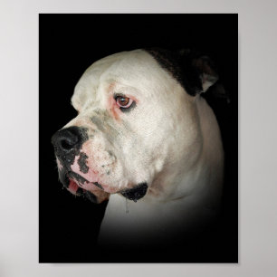 Poster buldogue americano drooling