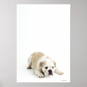 Pôster Buldogue branco e tan