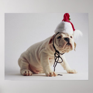 Pôster Buldogue Cachorro Vestindo Papai Noel